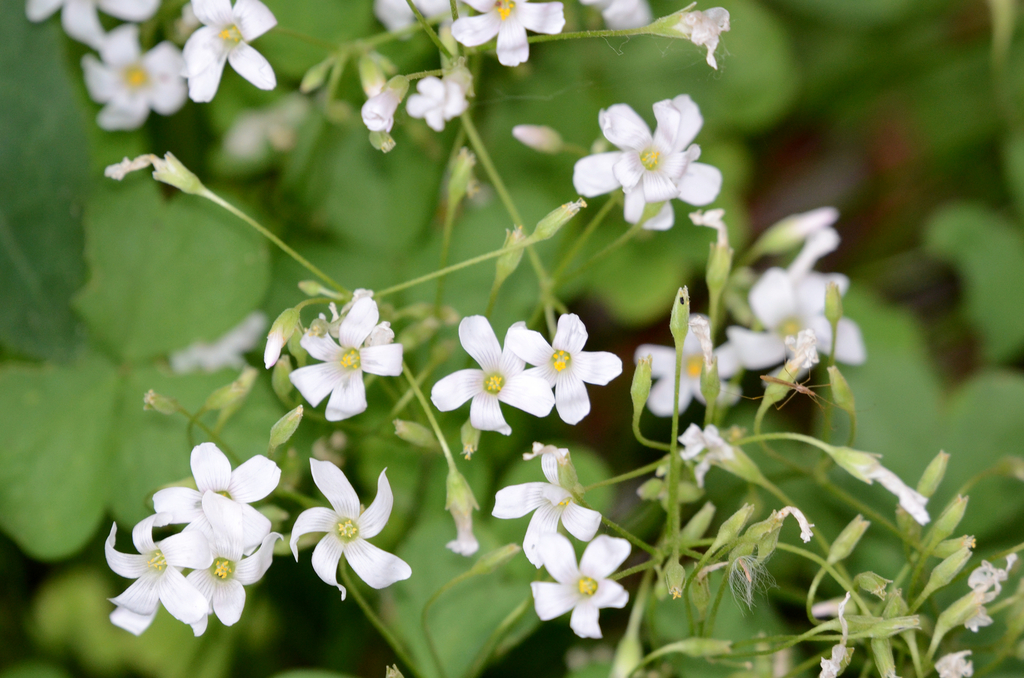 Oxalis articulata subsp. rubra (Windowbox wood-sorrel), non-native California perennial