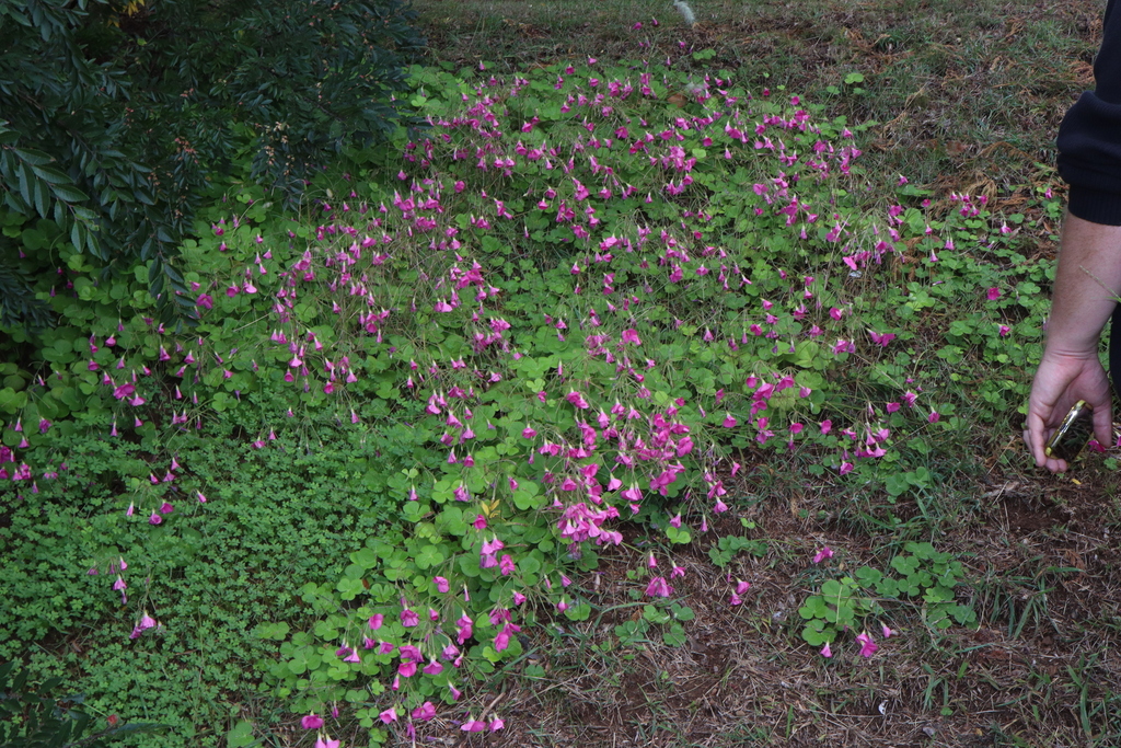 Oxalis bowiei (Bowie's wood-sorrel), non-native California herb