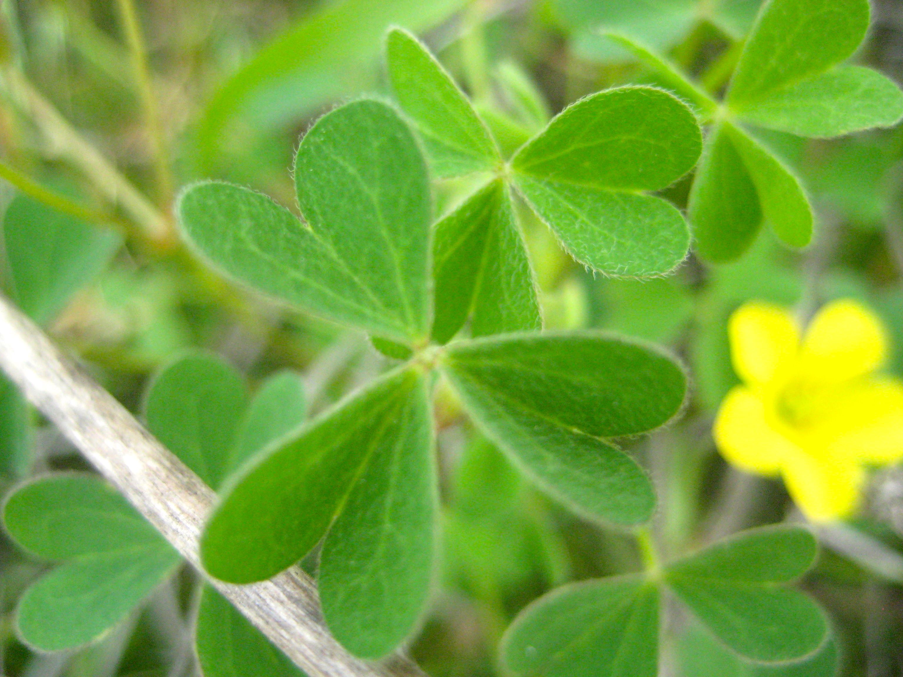Oxalis californica (California wood-sorrel), native California perennial