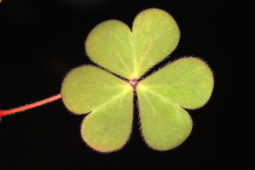 Oxalis corniculata (Creeping wood sorrel), non-native California herb