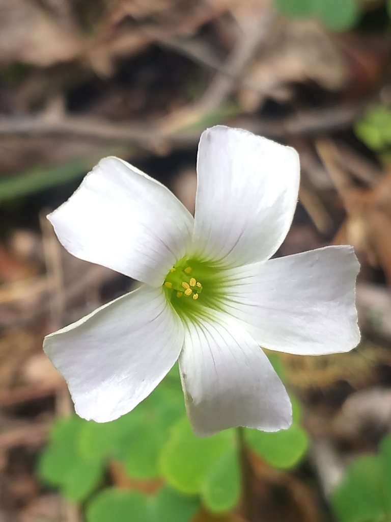 Oxalis incarnata (Crimson wood-sorrel), non-native California herb
