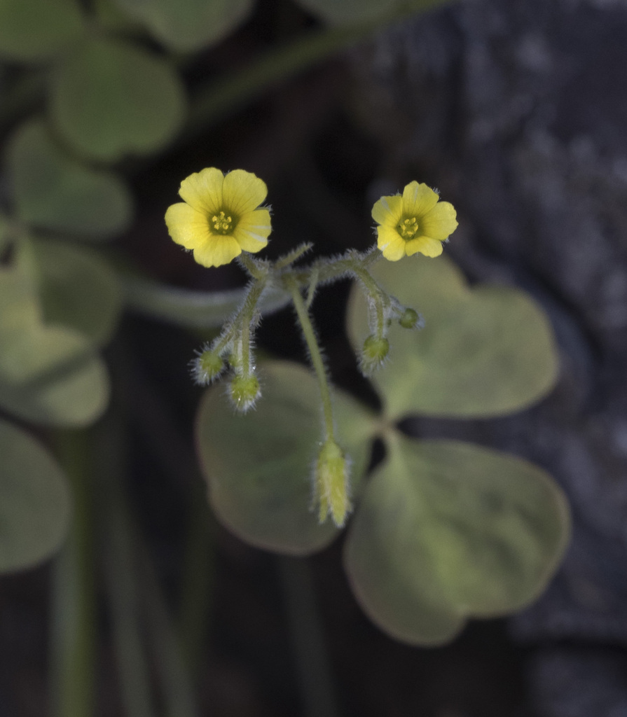 Oxalis micrantha (Dwarf wood-sorrel), non-native California annual