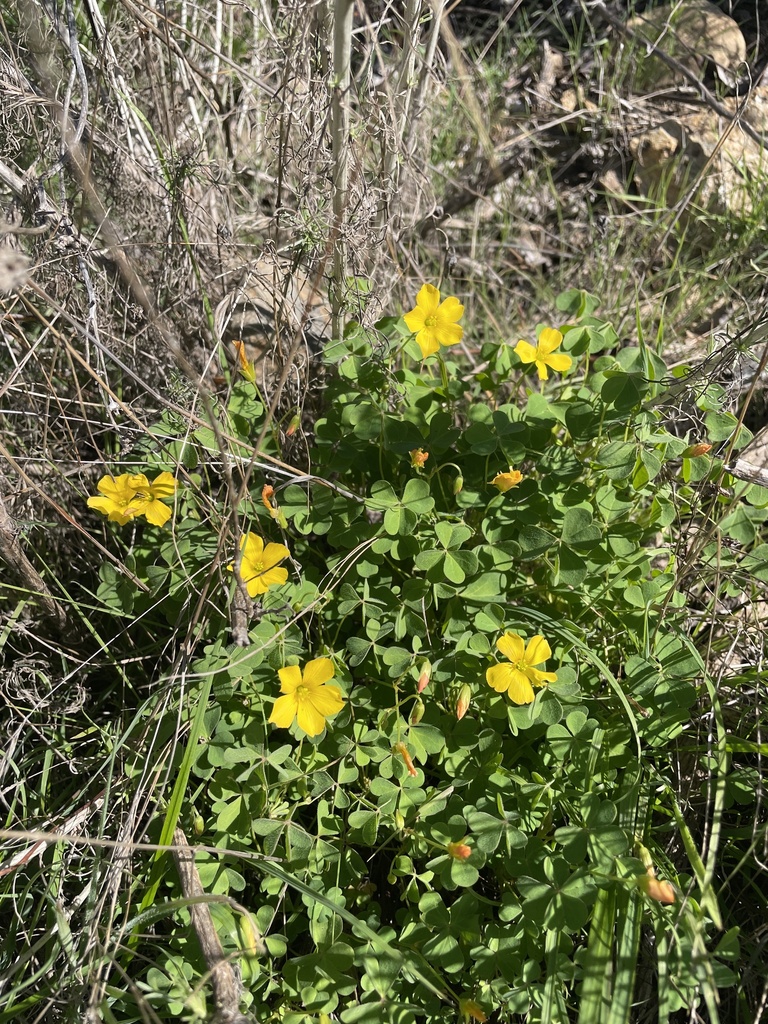 Oxalis pilosa (Hairy wood sorrel), native California perennial