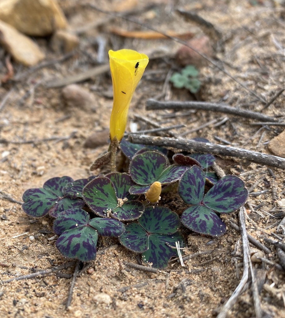 Oxalis purpurea (Purple wood-sorrel), non-native California herb