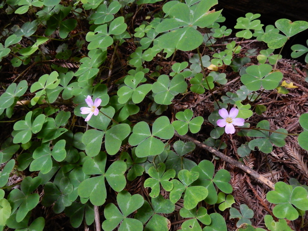 Oxalis smalliana (Redwood sorrel), native California perennial