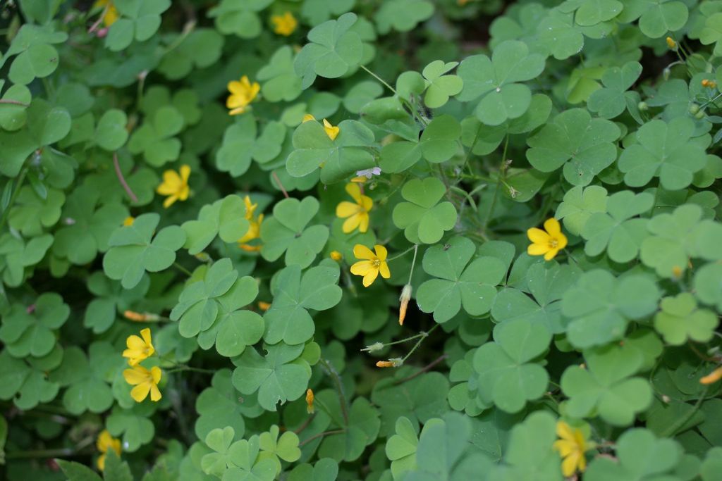 Oxalis suksdorfii (Suksdorf's wood-sorrel), native California herb
