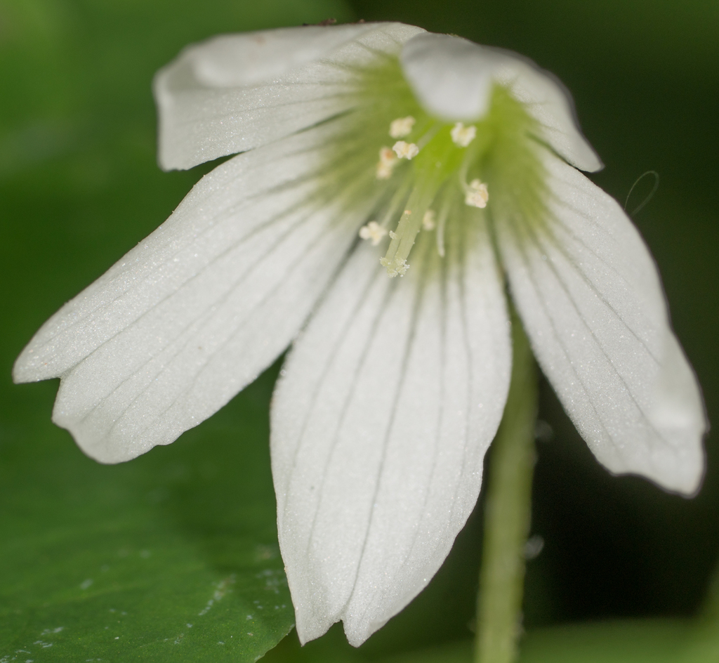 Oxalis trilliifolia (Three leaf woodsorrel), native California herb