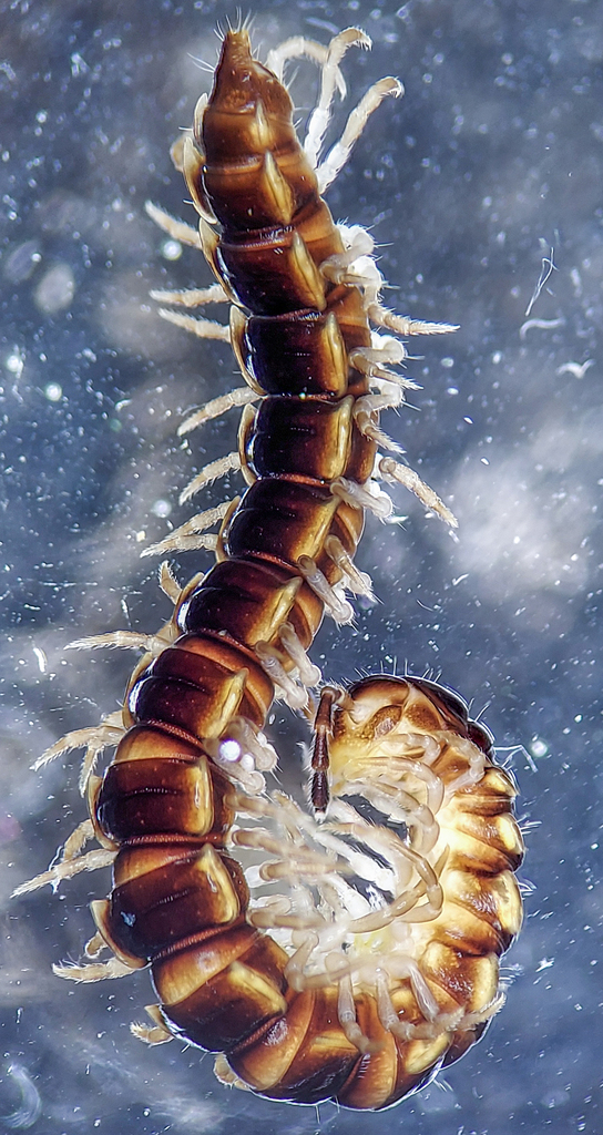 Oxidus gracilis (Greenhouse Millipede), California species