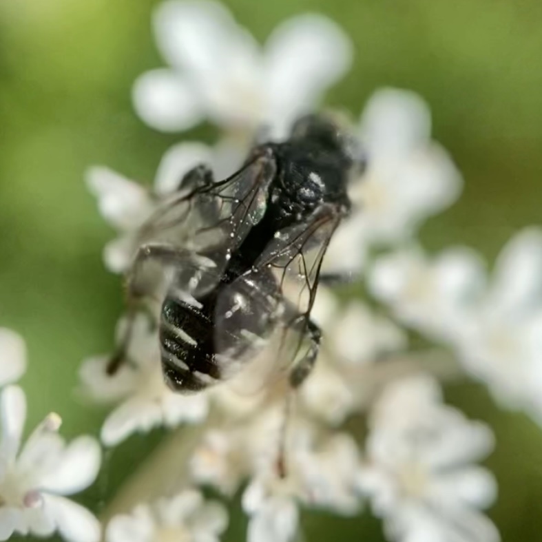 Oxybelus uniglumis, California species