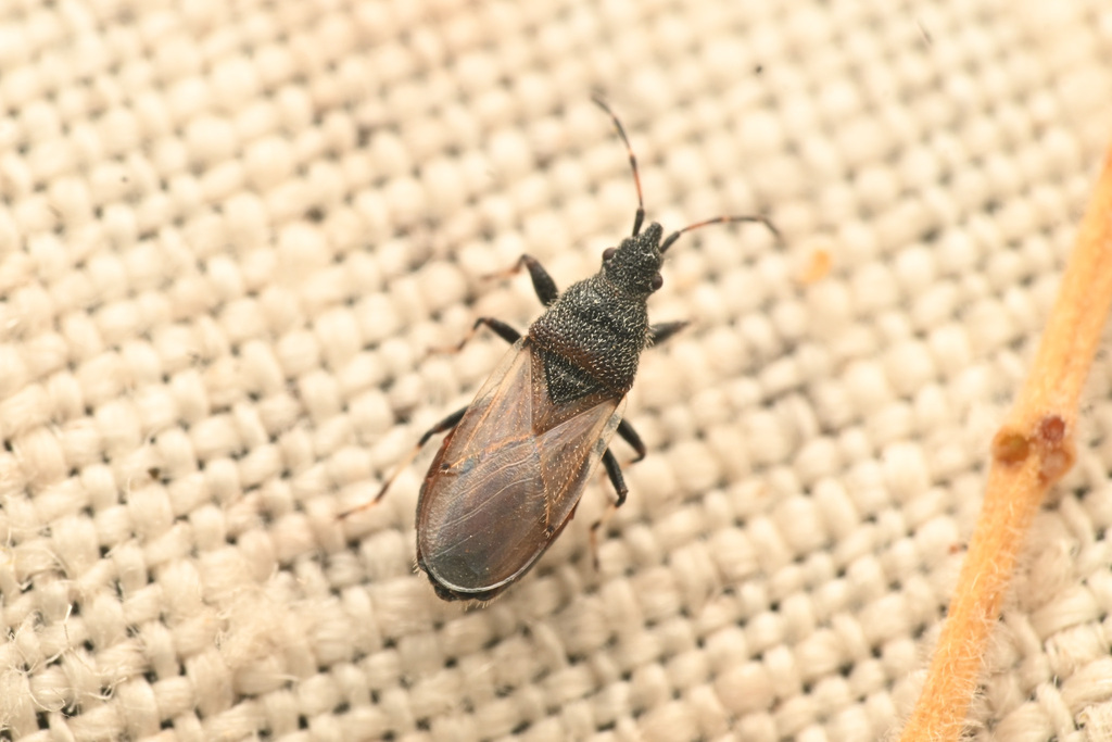 Oxycarenus hyalinipennis (Cotton Seed Bug), California species