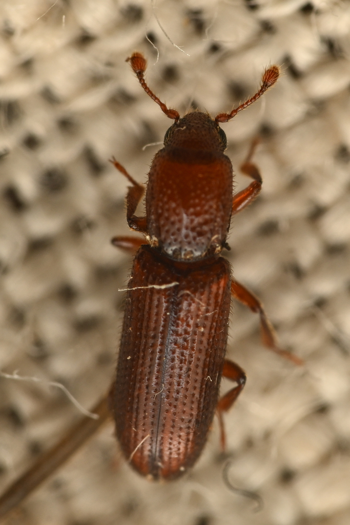 Oxylaemus californicus (Cylindrical Bark Beetle), California species