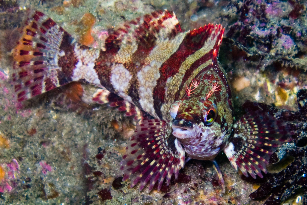Oxylebius pictus (Painted Greenling), California species