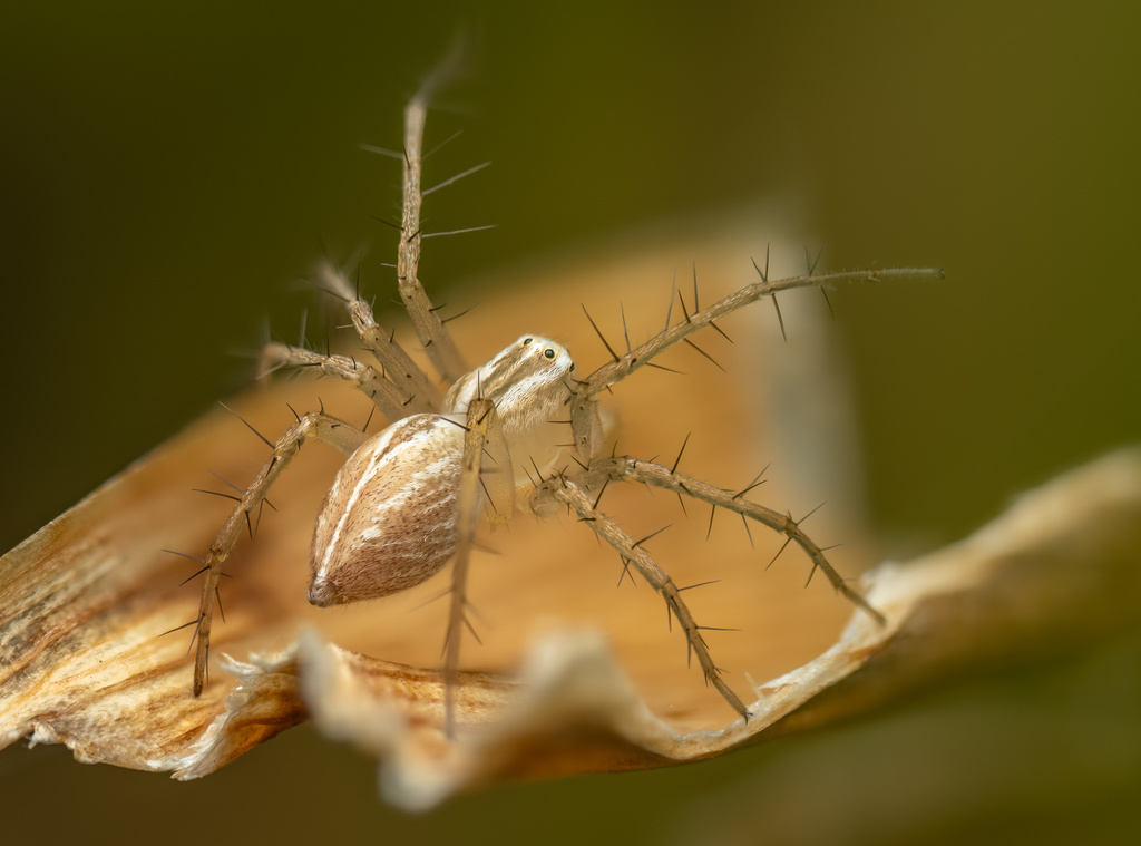 Oxyopes salticus (Striped Lynx Spider), California species
