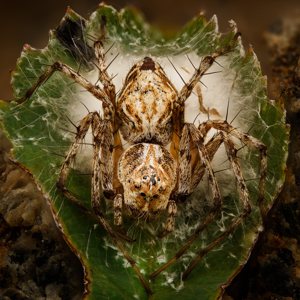 Oxyopes scalaris (Western Lynx Spider), California species