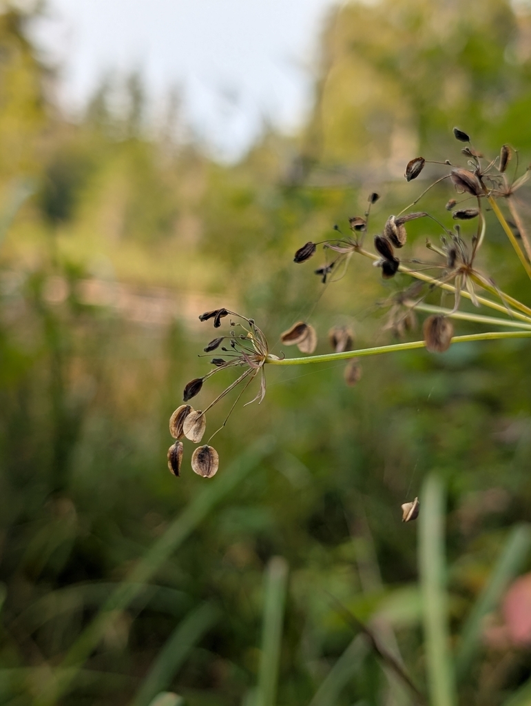 Oxypolis occidentalis (Western cow bane), native California herb