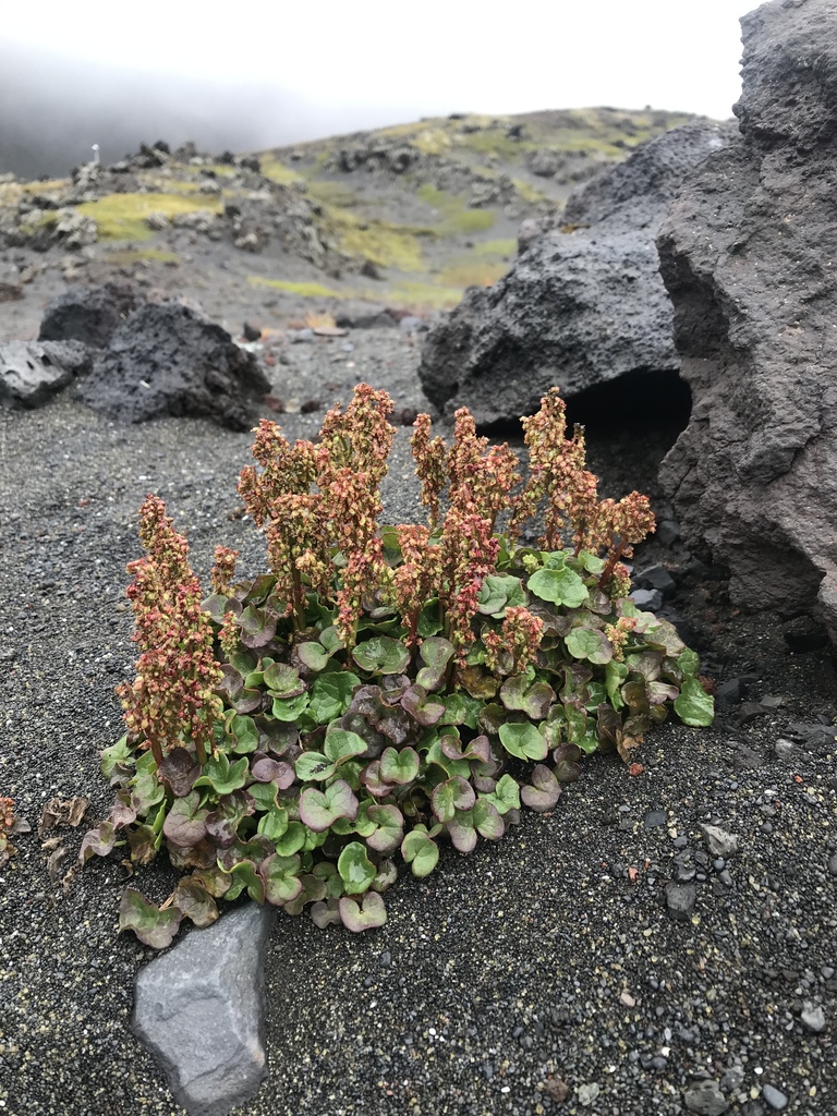 Oxyria digyna (Alpine mountain sorrel), native California herb