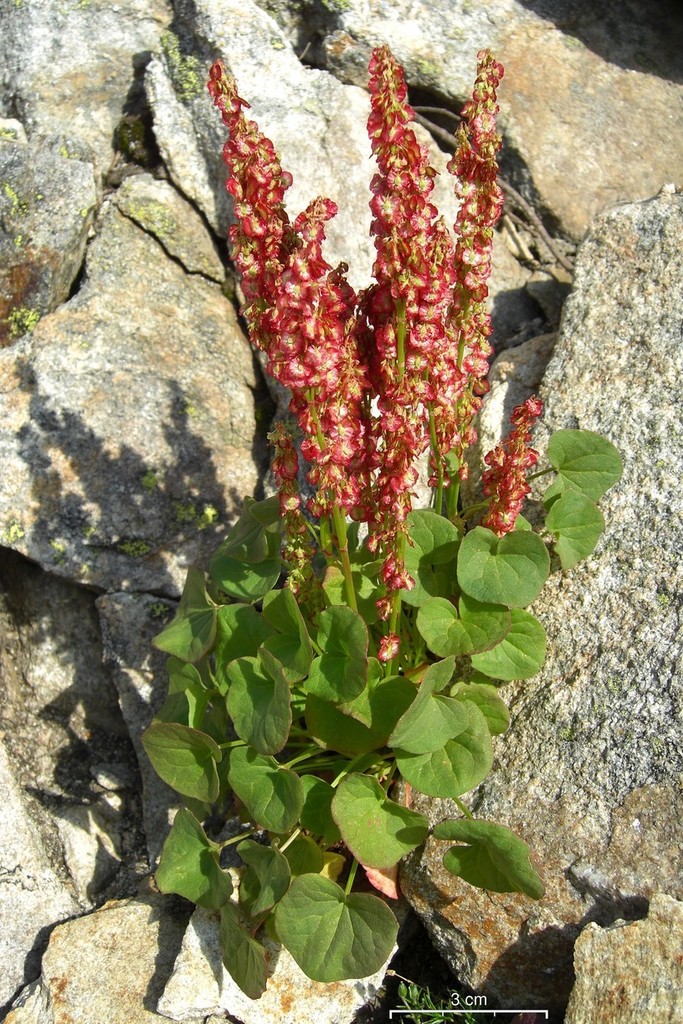Oxyria sp. (Mountain sorrel), native California annual