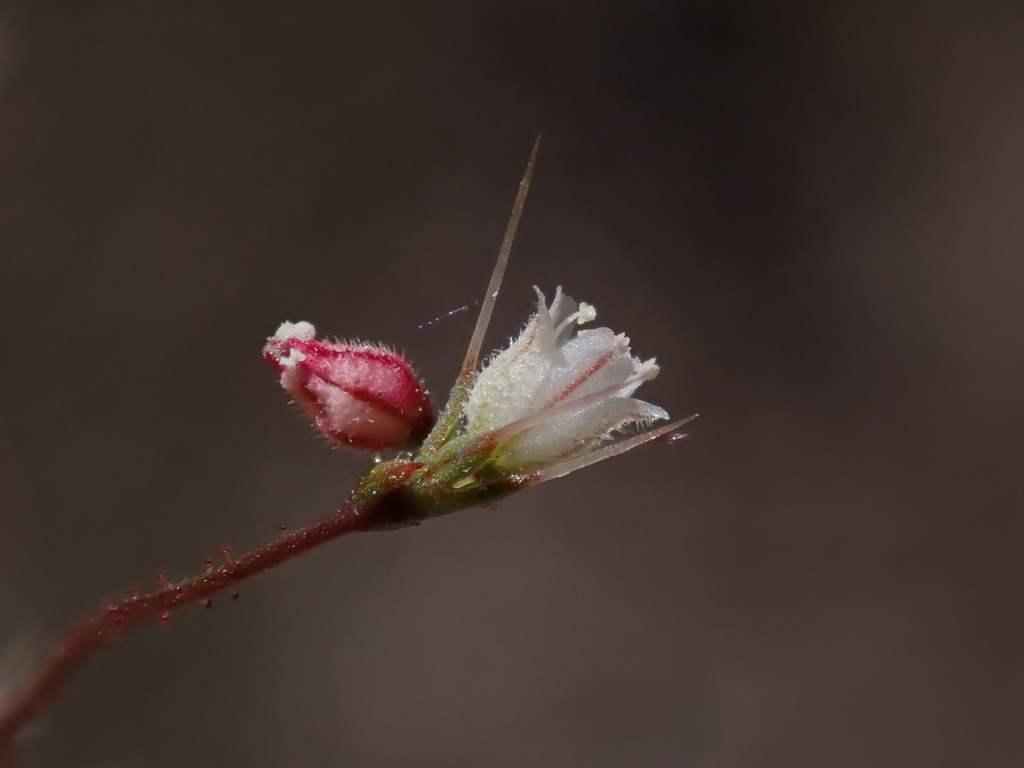 Oxytheca dendroidea subsp. dendroidea (Tree-like puncturebract), native California annual