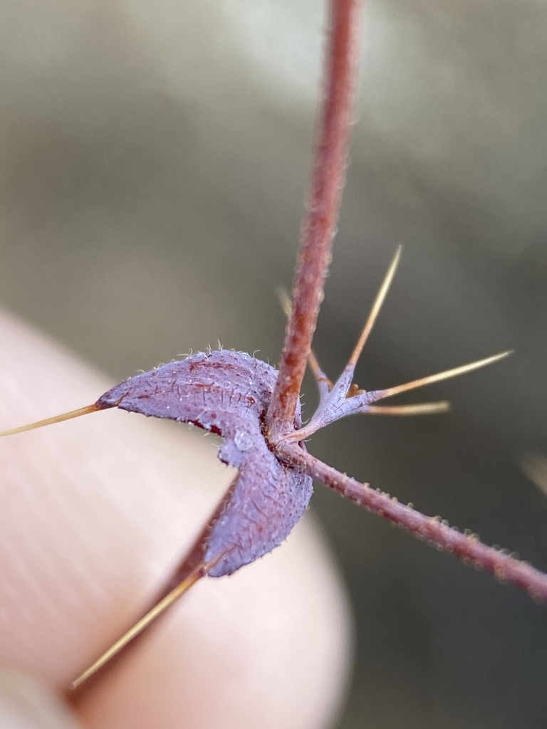 Oxytheca sp., native California annual
