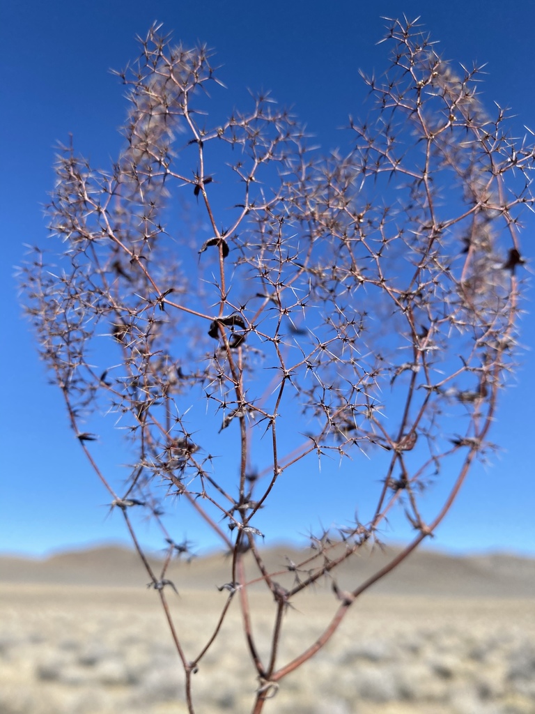 Oxytheca watsonii (Watson's oxytheca), native California herb