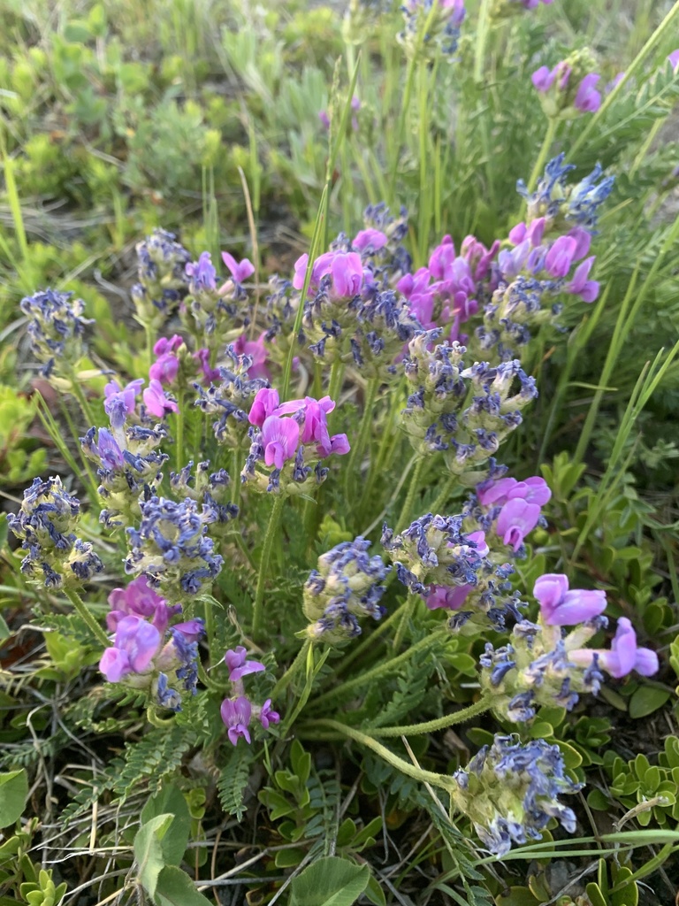 Oxytropis borealis var. viscida (Sticky oxytrope), native California herb