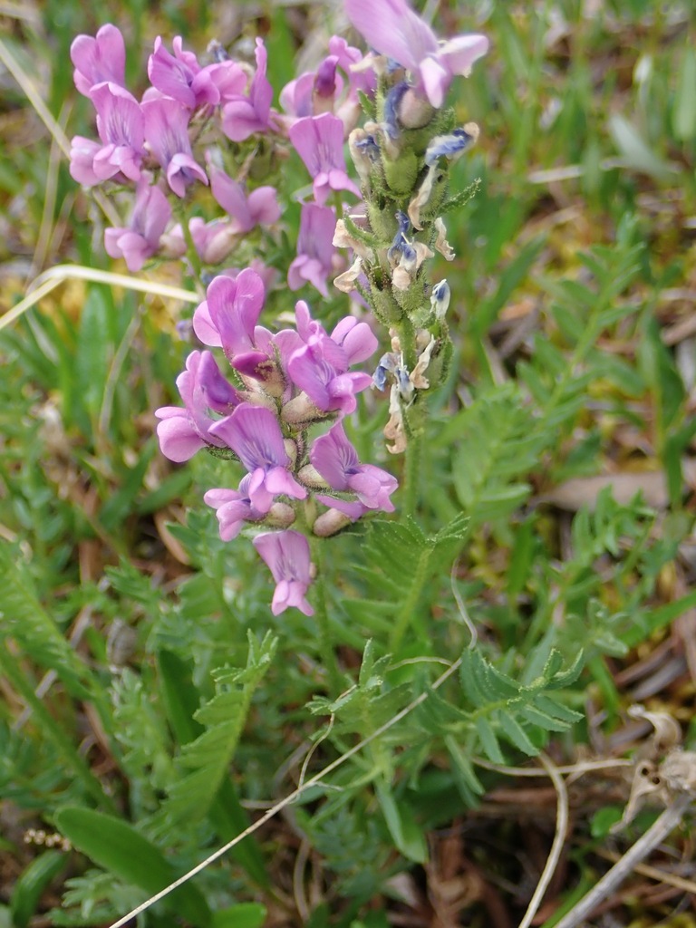 Oxytropis borealis (Boreal locoweed), native California herb