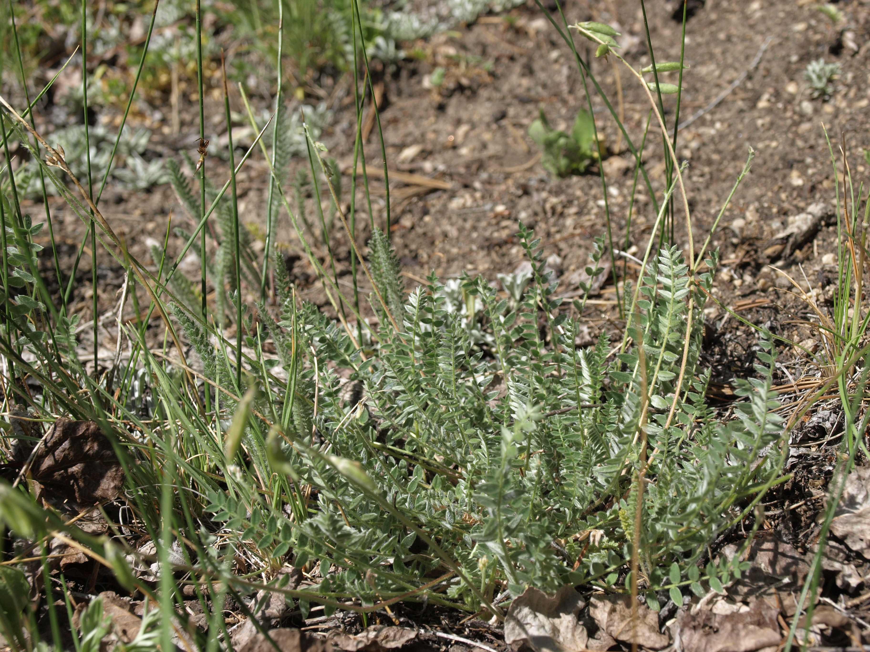 Oxytropis deflexa var. sericea (Blue pendent-pod oxytrope), native California herb