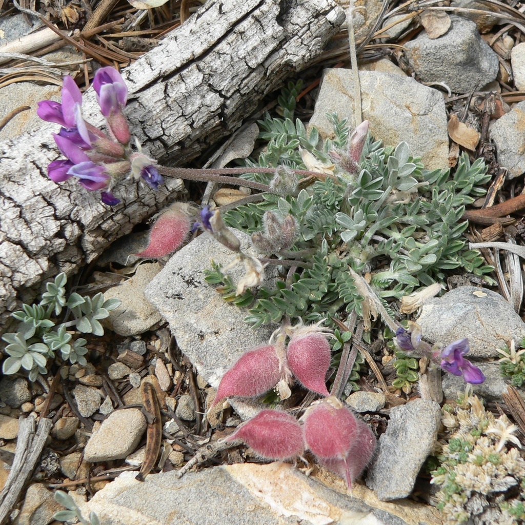 Oxytropis oreophila — parent species of Oxytropis oreophila var. oreophila