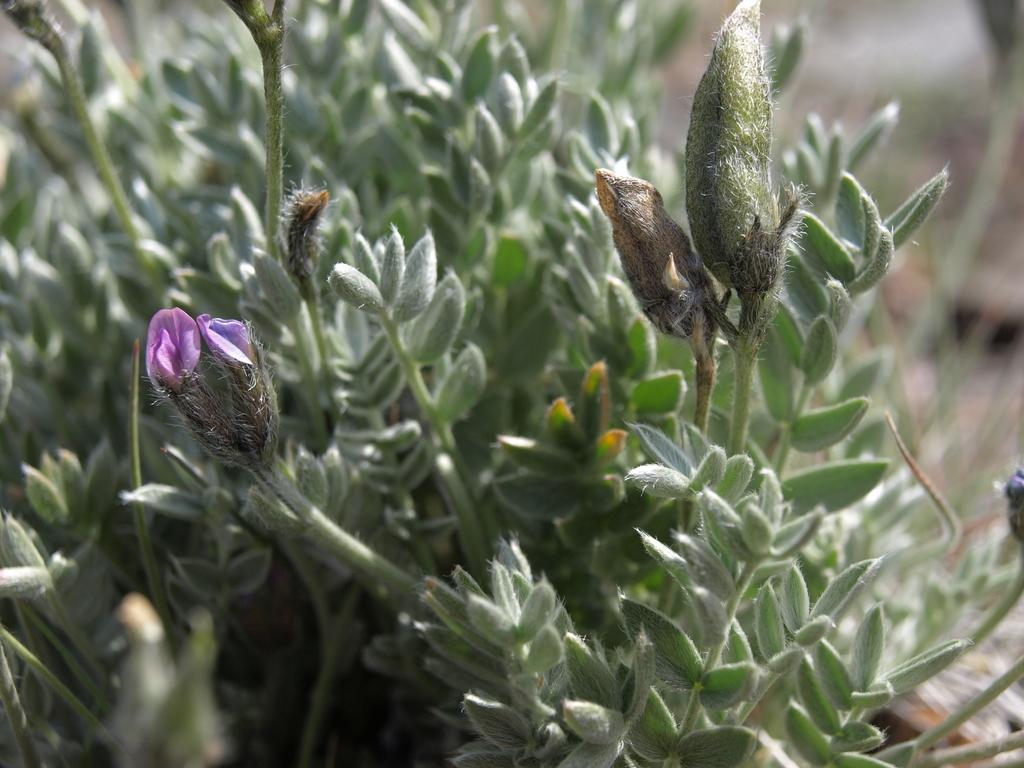 Oxytropis parryi (Parry's oxytrope), native California herb