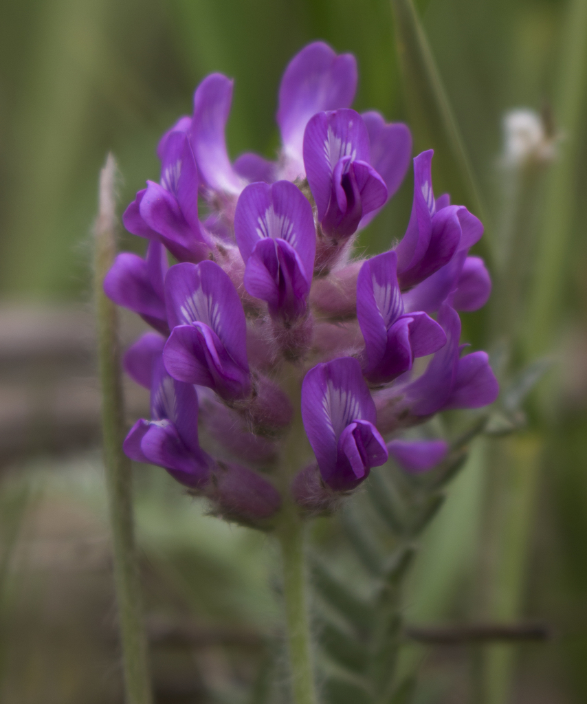 Oxytropis sp. (Locoweed), native California perennial