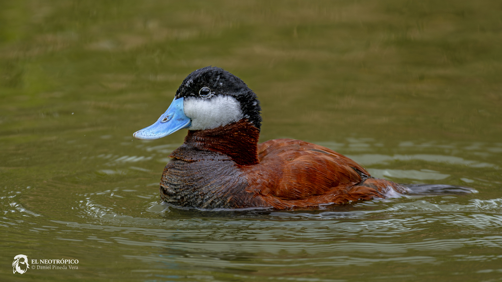 Oxyura jamaicensis (Ruddy Duck), California species