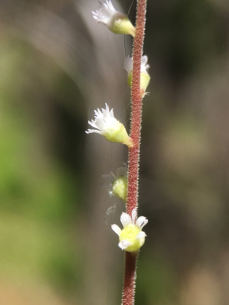 Ozomelis diversifolia (Angle leafed miterwort), native California herb