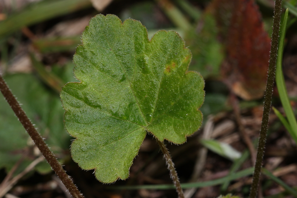 Ozomelis trifida (Three parted miterwort), native California perennial
