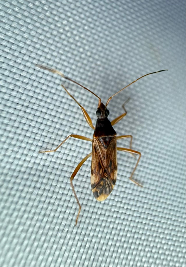 Ozophora depicturata, California species