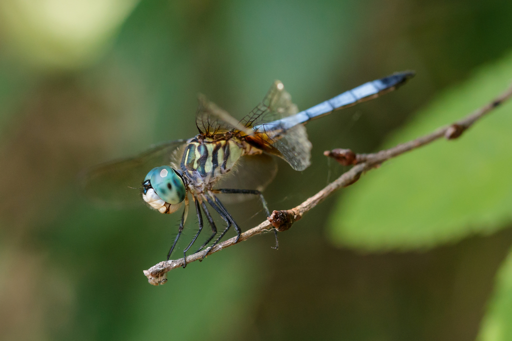 Pachydiplax longipennis (Blue Dasher), California species