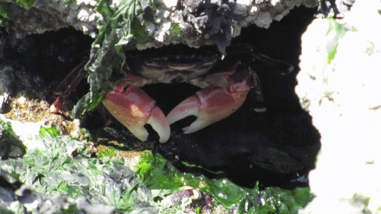 Pachygrapsus crassipes (Striped Shore Crab), California species
