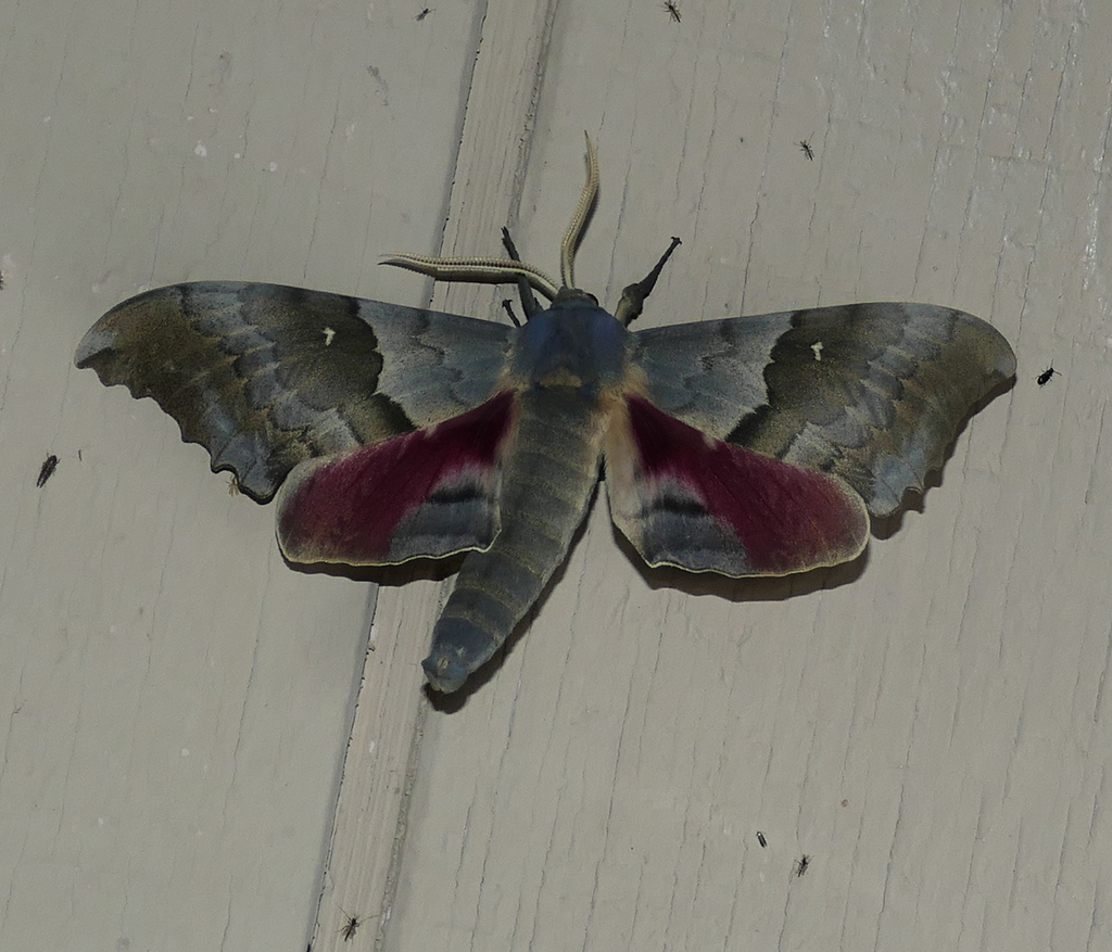 Pachysphinx occidentalis (Big poplar sphinx), California species