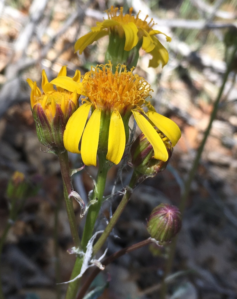 Packera bernardina (San bernardino ragwort), native California herb