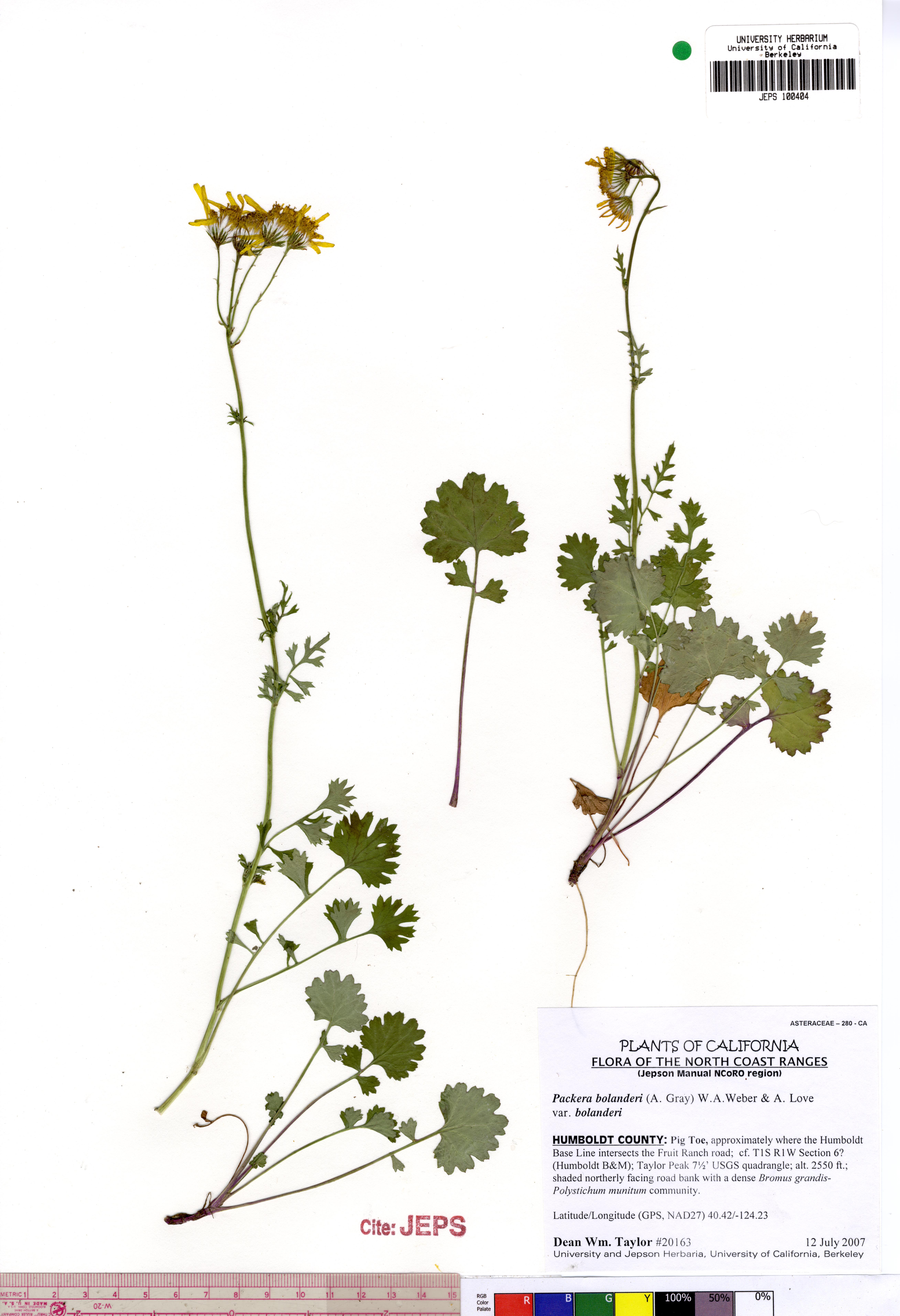 Packera bolanderi var. bolanderi (Seacoast ragwort), native California herb