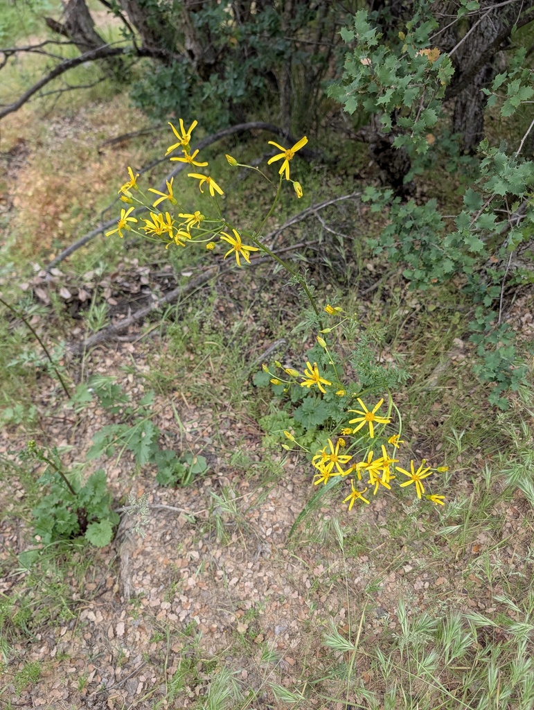 Packera breweri (Brewer's ragwort), native California herb