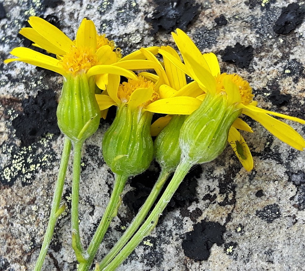 Packera cana (Woolly groundsel), native California subshrub