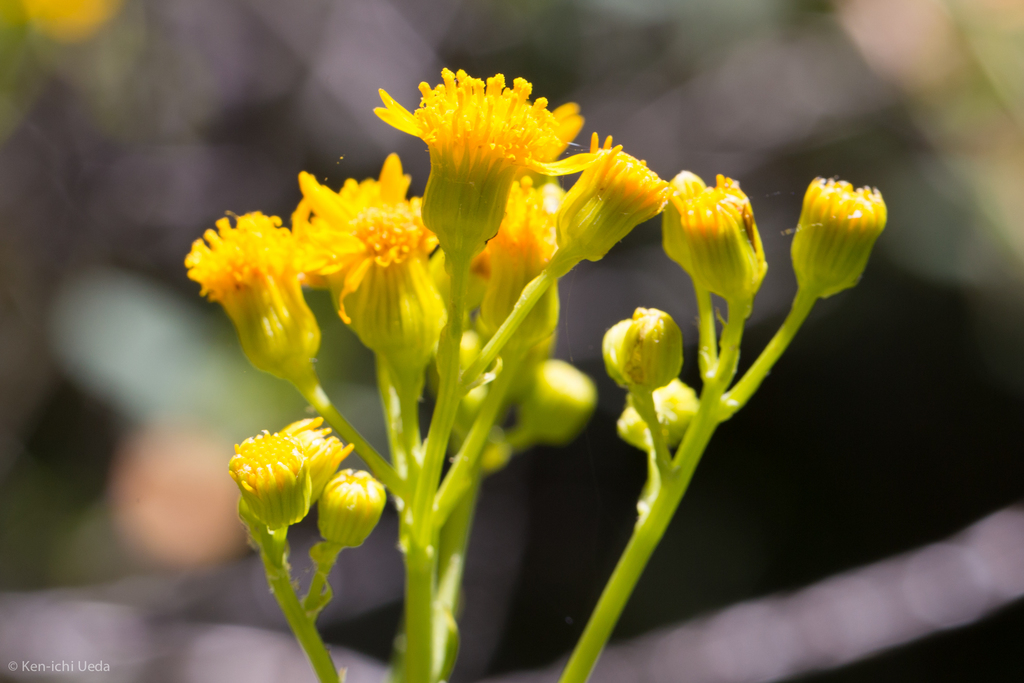 Packera clevelandii (Cleveland's ragwort), native California herb