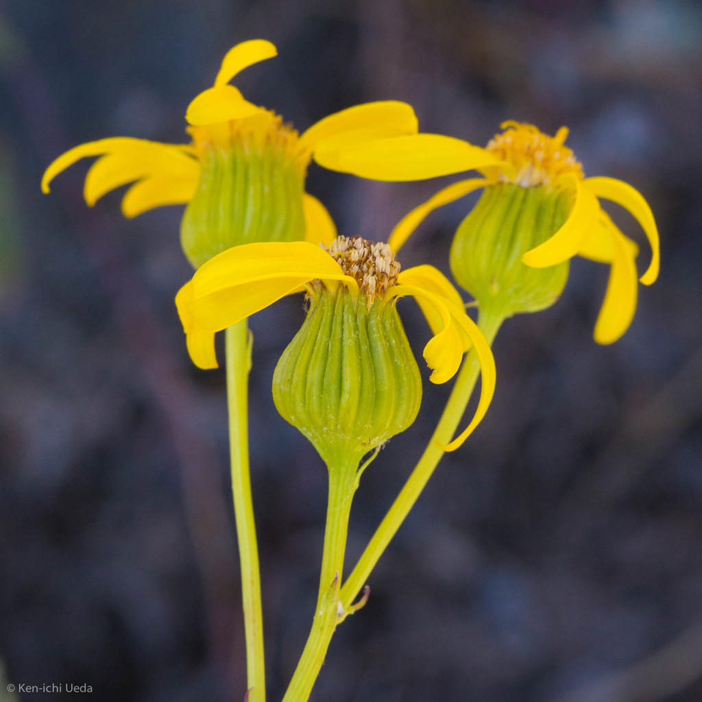Packera eurycephala (Widehead groundsel), native California subshrub