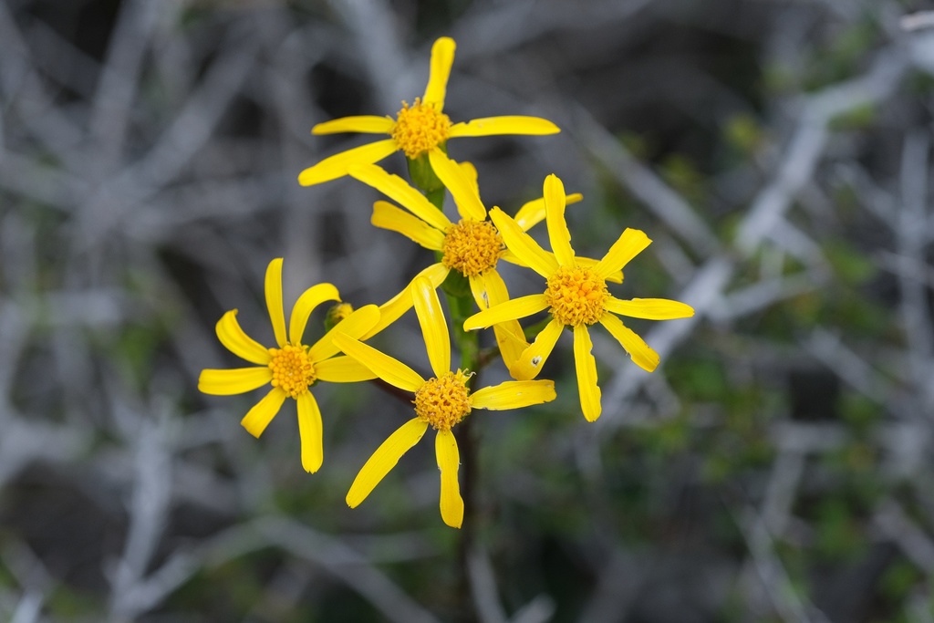 Packera ganderi (Gander's ragwort), native California herb