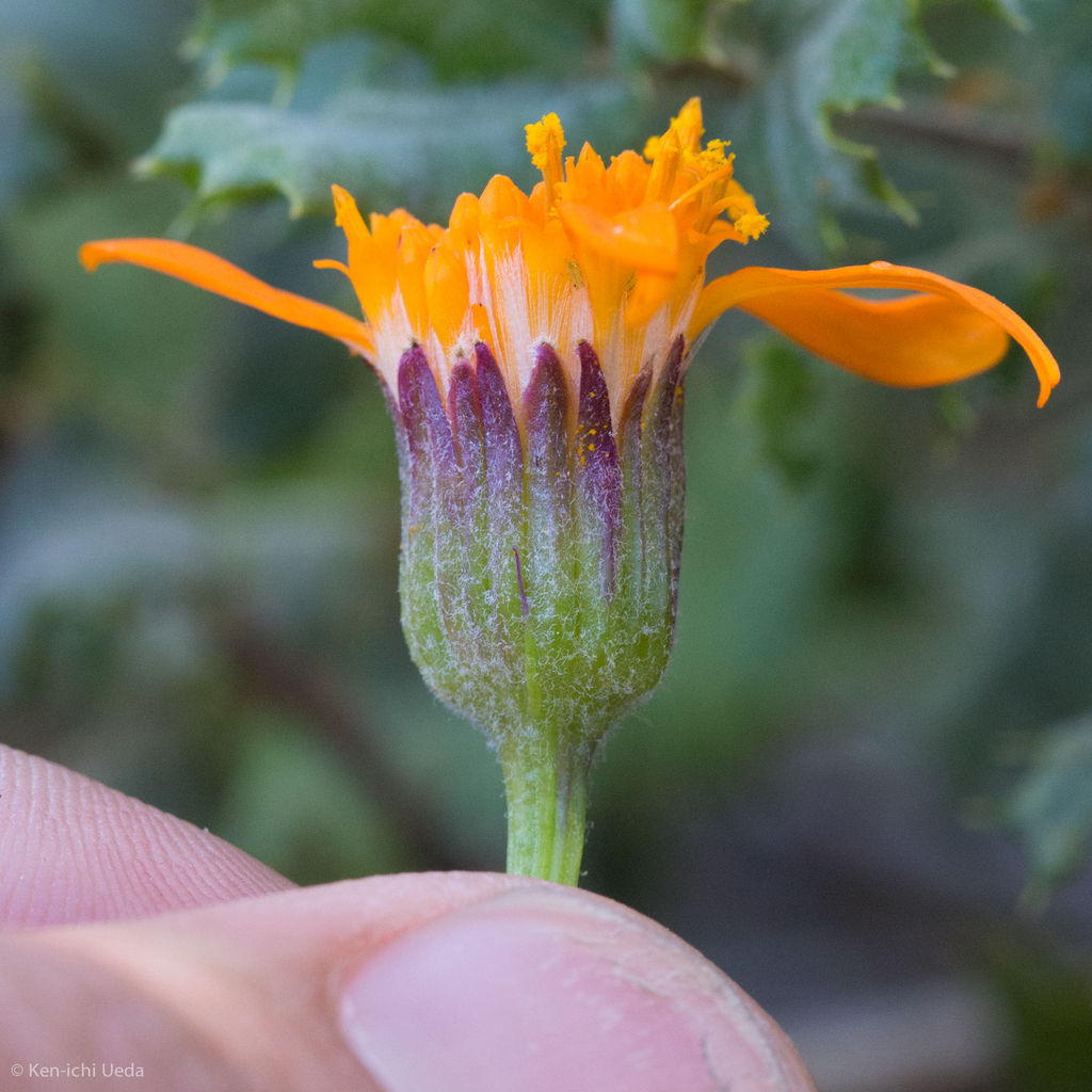 Packera greenei (Flame ragwort), native California herb
