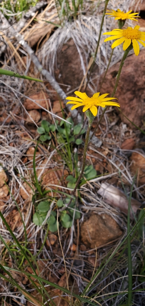 Packera hesperia (Western ragwort), native California herb