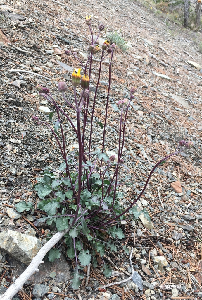 Packera ionophylla (Tehachapi ragwort), native California herb