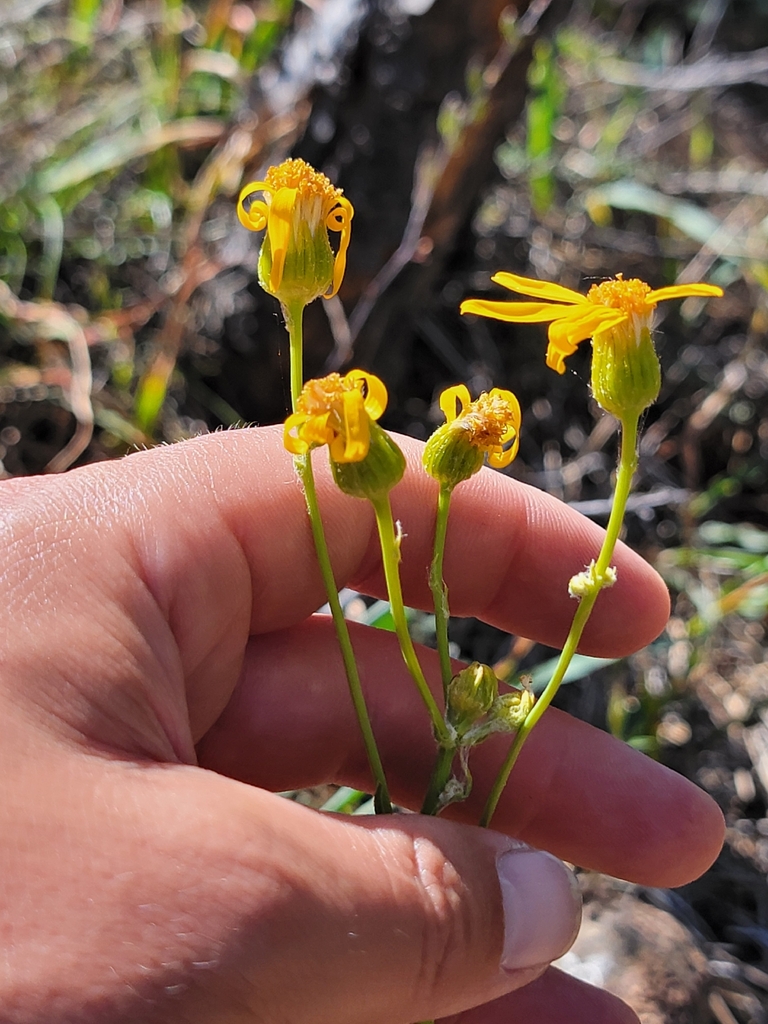 Packera layneae (Layne's ragwort), native California herb