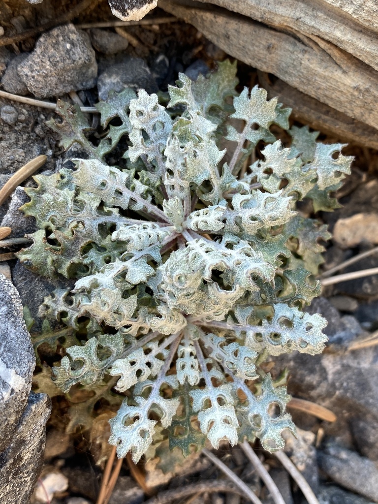 Packera multilobata (Lobeleaf groundsel), native California herb