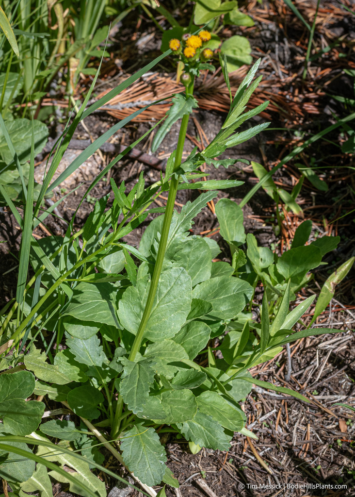 Packera pauciflora (Alpine groundsel), native California herb